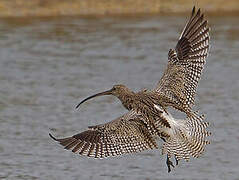 Eurasian Curlew