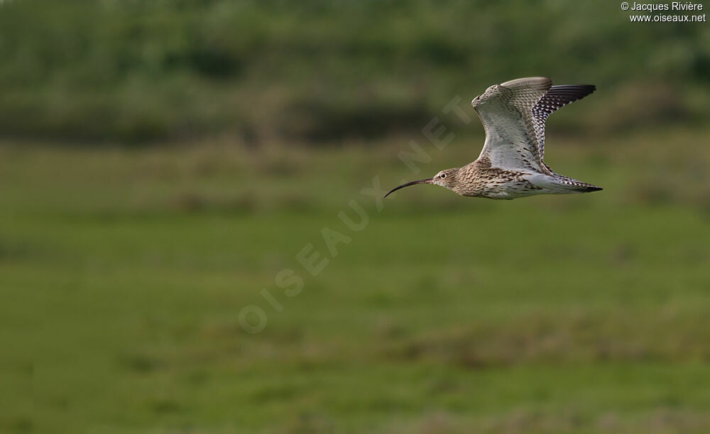 Eurasian Curlewadult post breeding, Flight