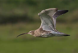 Eurasian Curlew