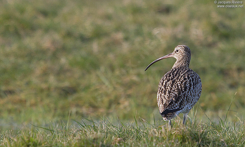 Eurasian Curlewadult post breeding