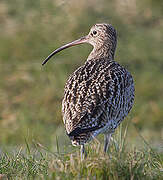 Eurasian Curlew