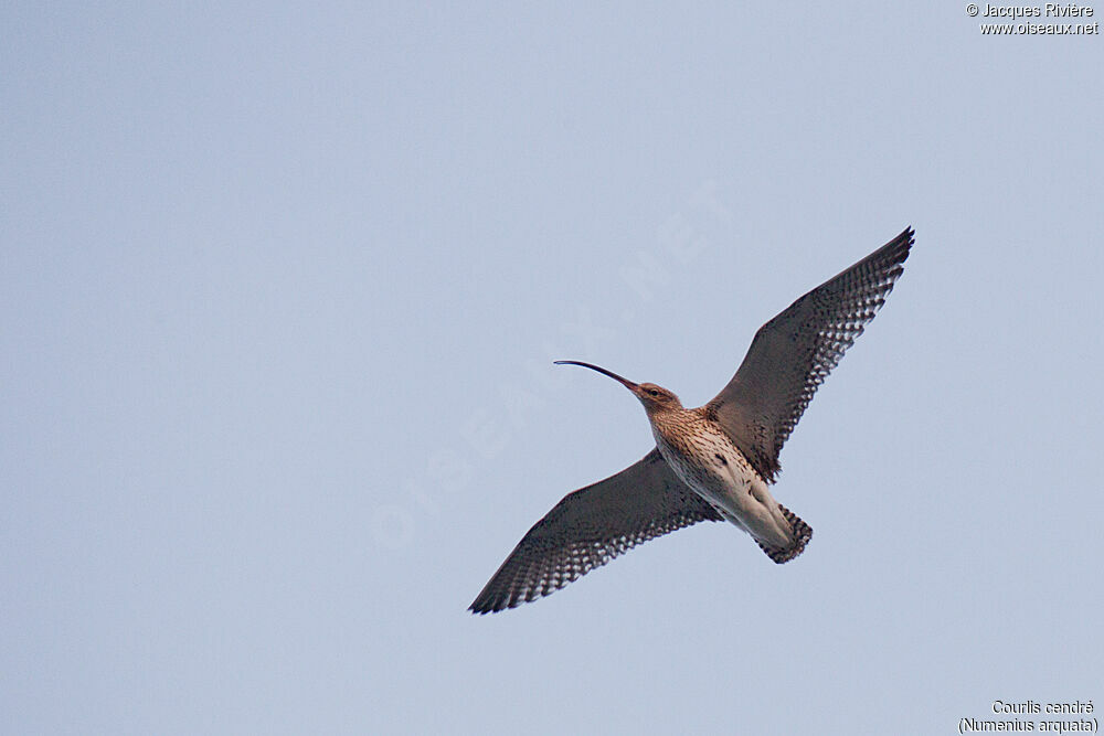 Eurasian Curlewadult post breeding, close-up portrait, Flight