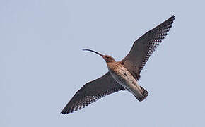 Eurasian Curlew