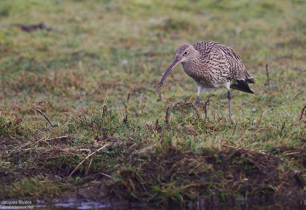 Eurasian Curlewadult, identification, feeding habits, fishing/hunting, eats