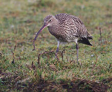 Eurasian Curlew