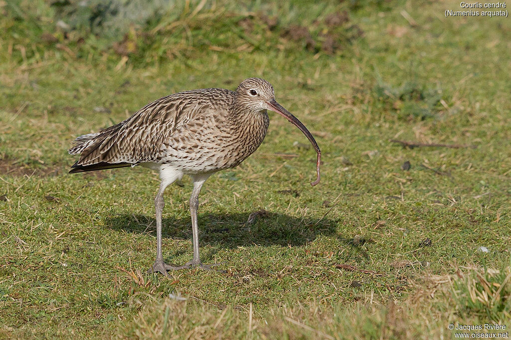 Courlis cendréadulte nuptial, identification, mange