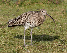 Eurasian Curlew