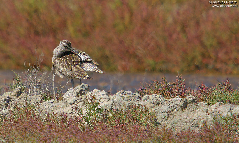 Whimbreladult breeding