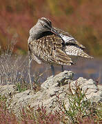 Eurasian Whimbrel