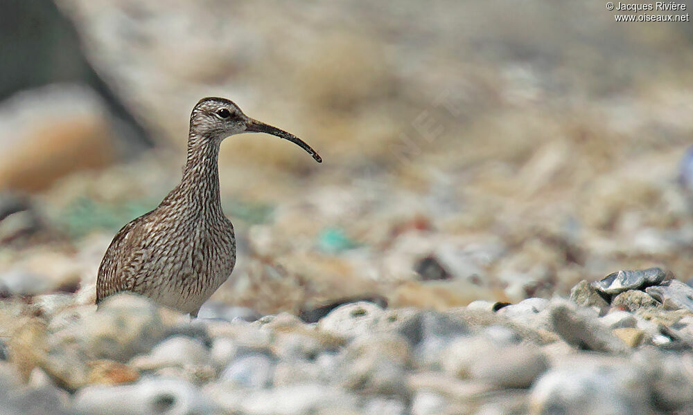 Whimbreladult breeding