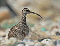 Eurasian Whimbrel