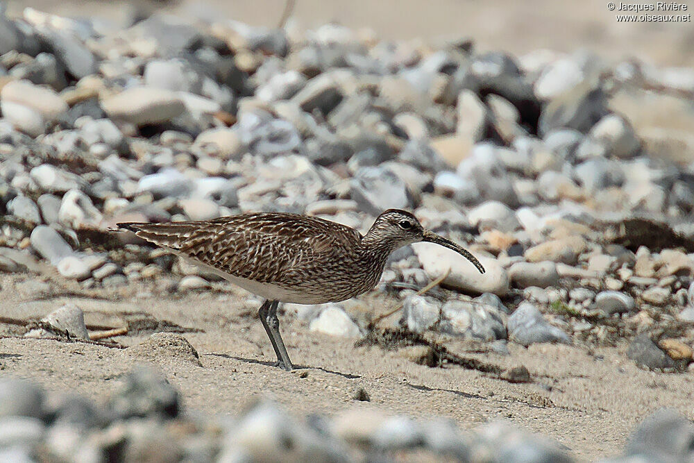 Whimbreladult breeding