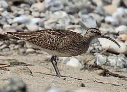 Eurasian Whimbrel