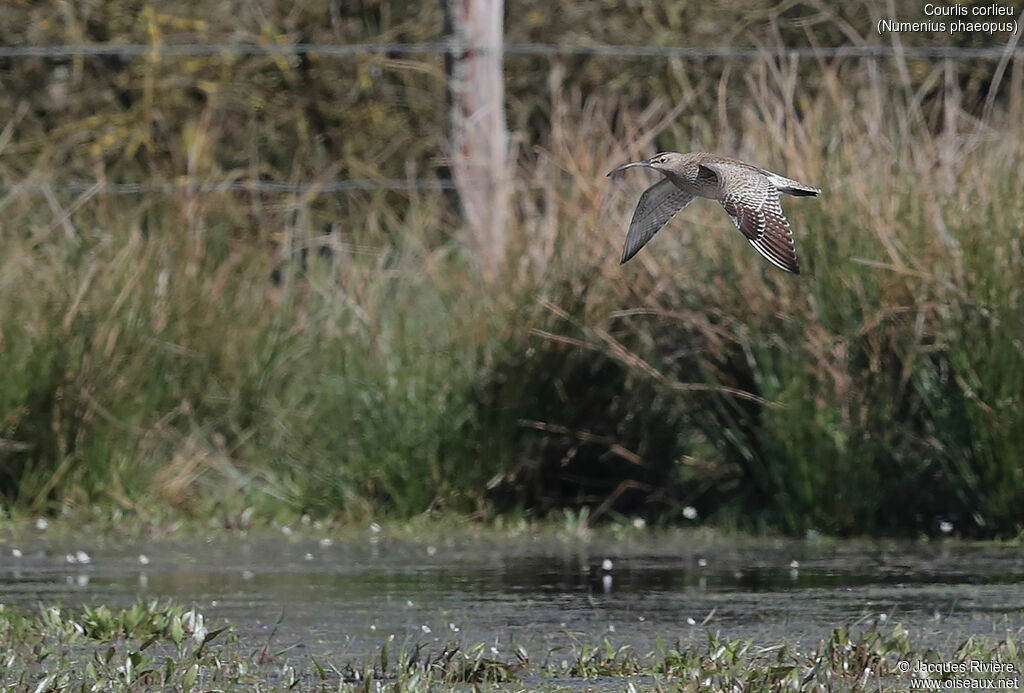 Eurasian Whimbreladult breeding, Flight