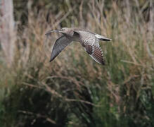 Eurasian Whimbrel