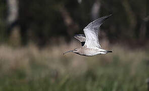 Eurasian Whimbrel