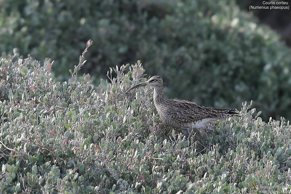 Courlis corlieuadulte nuptial, identification