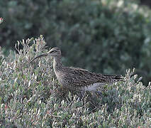 Eurasian Whimbrel