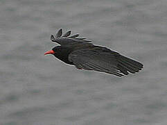 Red-billed Chough