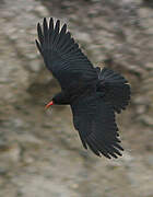 Red-billed Chough