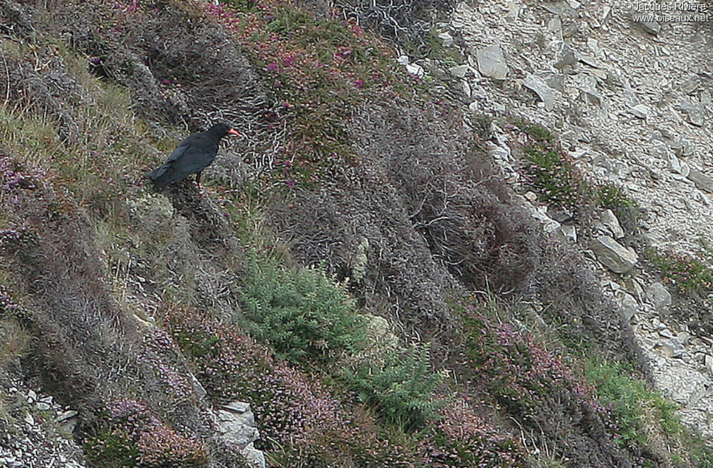 Red-billed Choughadult breeding