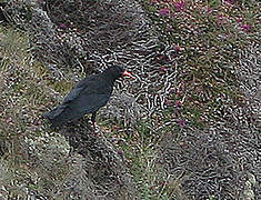 Red-billed Chough