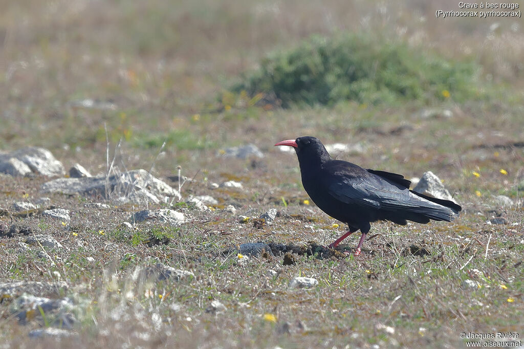 Red-billed Choughadult, identification, walking