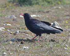 Red-billed Chough