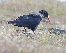 Red-billed Chough