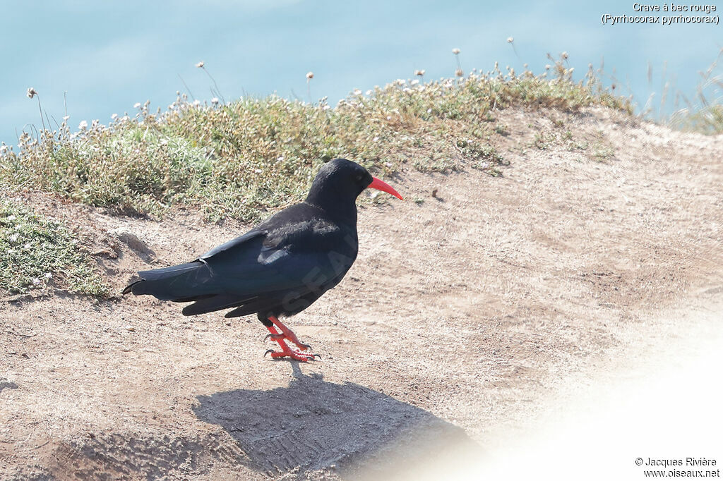 Red-billed Choughadult breeding, identification, walking