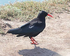 Red-billed Chough