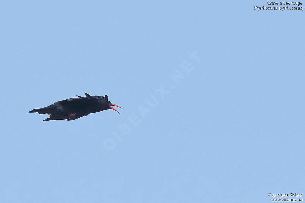 Red-billed Choughadult breeding, Flight