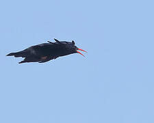 Red-billed Chough