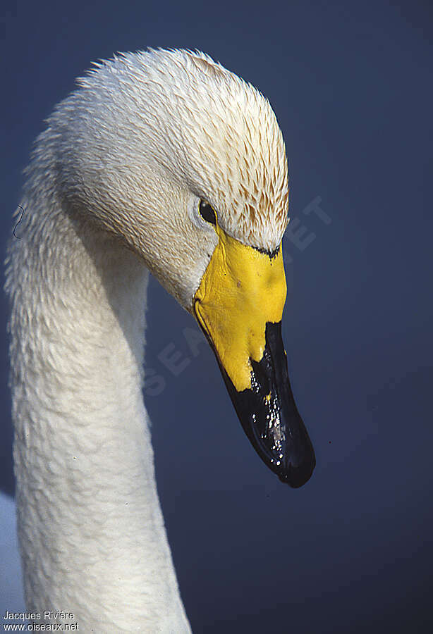 Cygne chanteuradulte nuptial, portrait