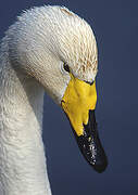 Cygne chanteur