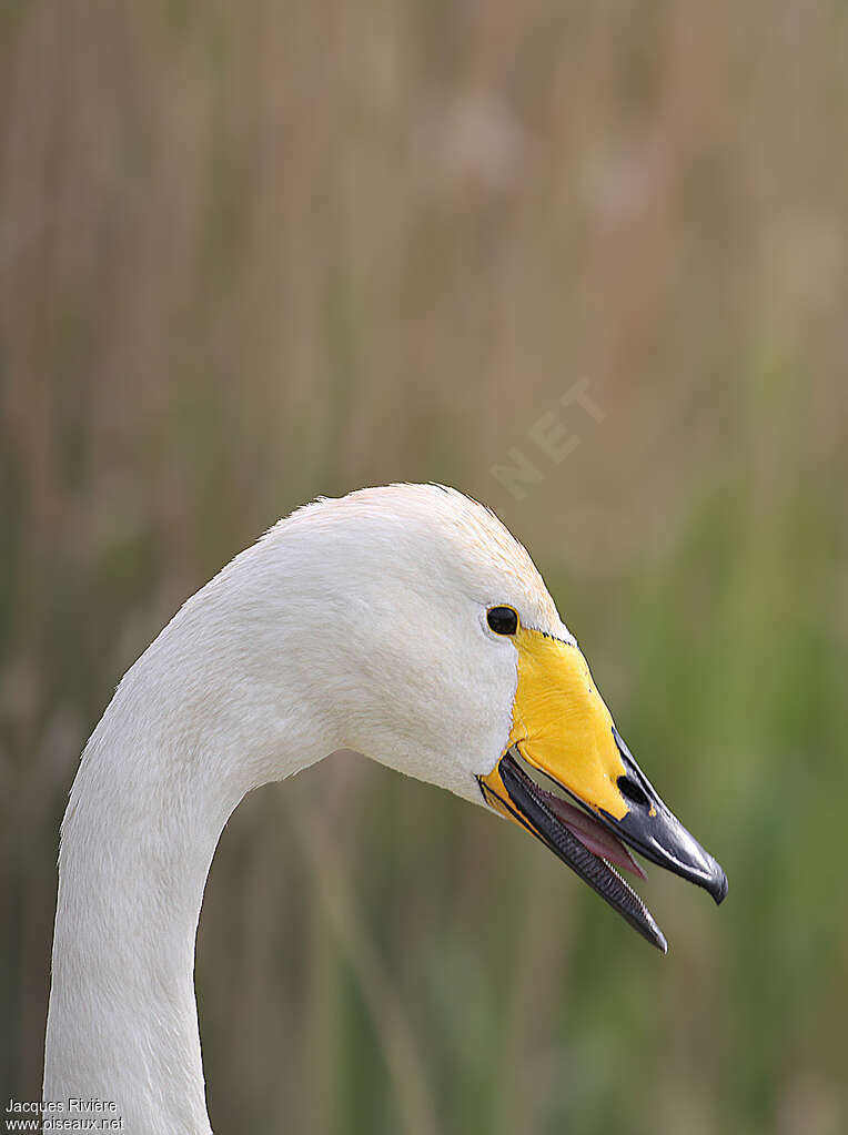 Cygne chanteuradulte nuptial, portrait, pigmentation