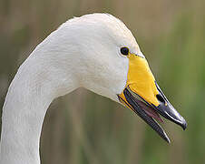 Whooper Swan