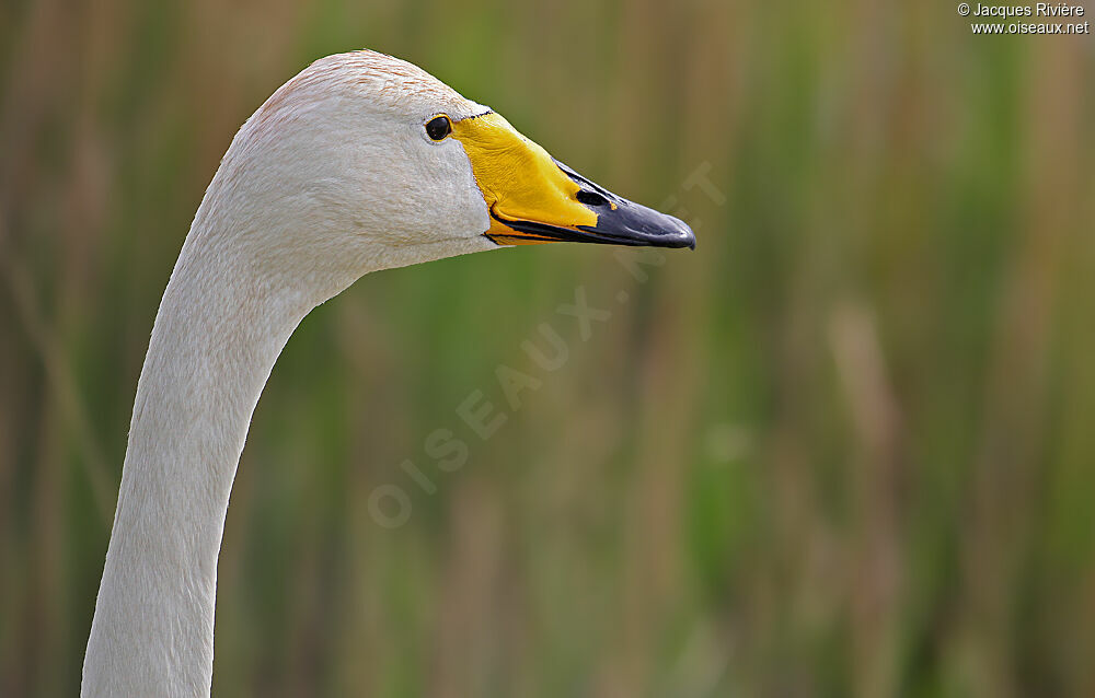 Cygne chanteuradulte nuptial