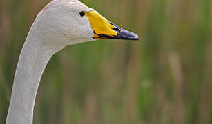 Whooper Swan