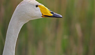 Cygne chanteur