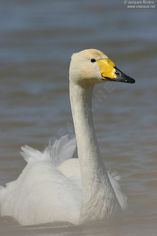 Cygne chanteuradulte nuptial