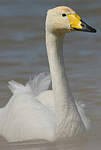 Cygne chanteur