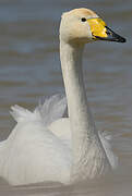 Whooper Swan