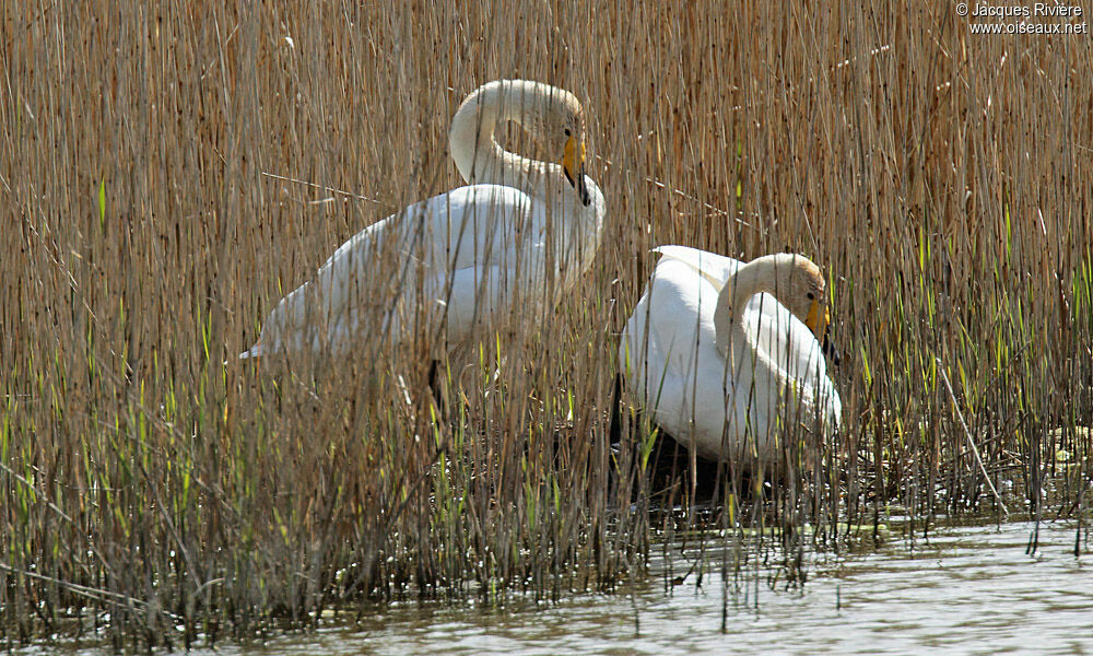 Whooper Swan adult breeding