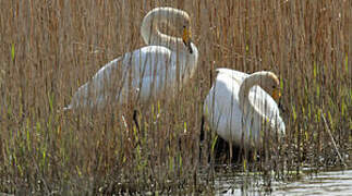 Whooper Swan