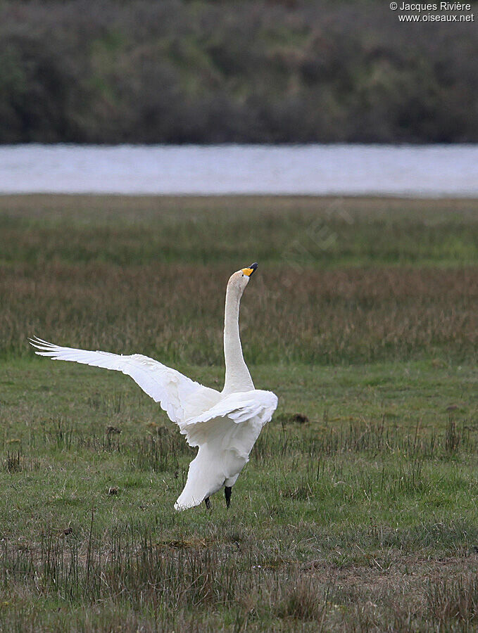 Cygne chanteur mâle adulte nuptial