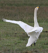 Whooper Swan