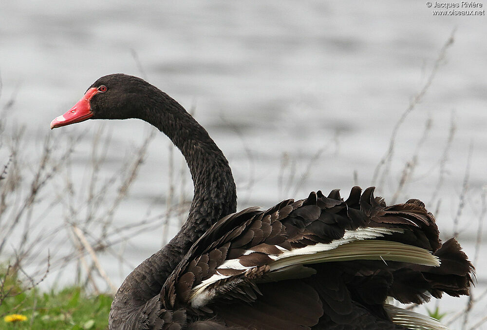 Cygne noiradulte