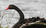 Cygne noir