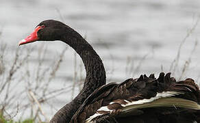 Black Swan